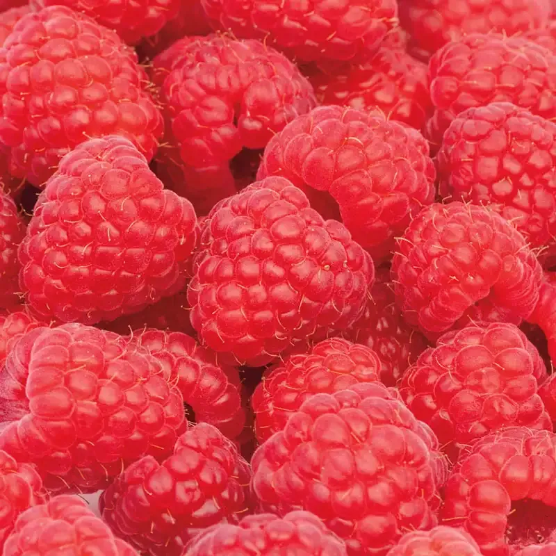Autumn Bliss Everbearing Raspberry Plant - Seasonal Fruit Production