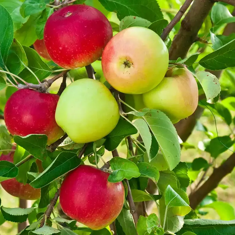 Double Delicious 2-in-1 Multi-Variety Grafted Apple Tree