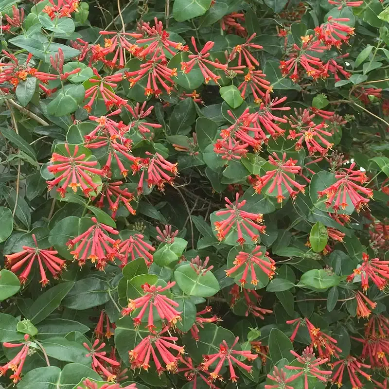 Major Wheeler Honeysuckle (Lonicera sempervirens) Flowering Climbing Vine