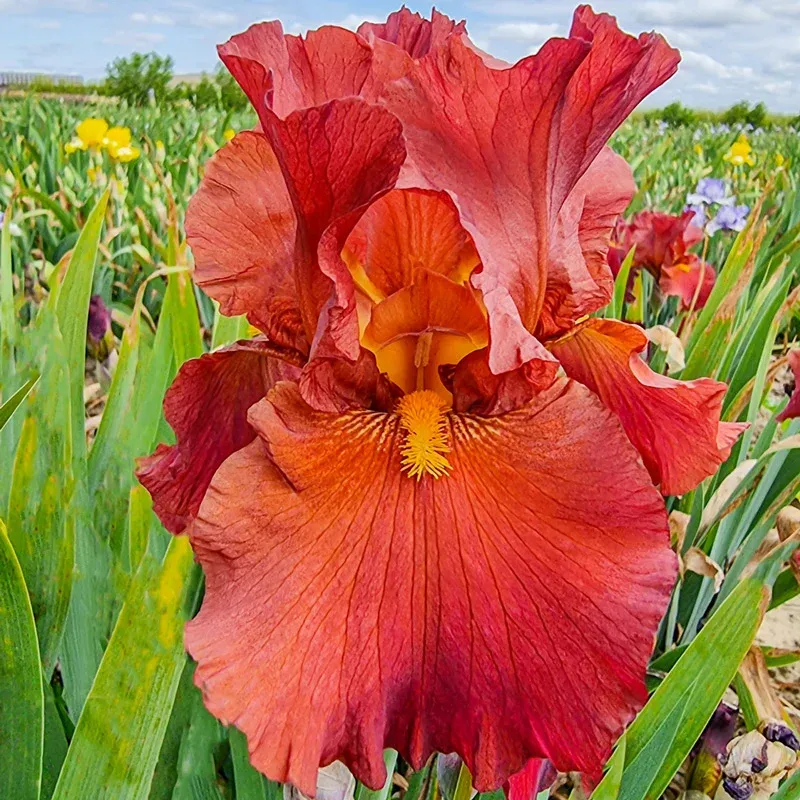 Lest We Forget Reblooming Bearded Iris Perennial Rhizomes