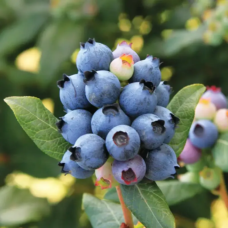 Perpetua Everbearing Blueberry Plant for Home Gardens