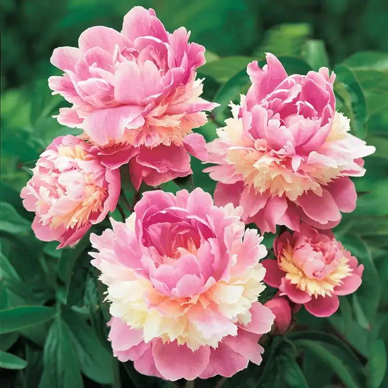 Sorbet Peony Perennial Bare Root Plant 1