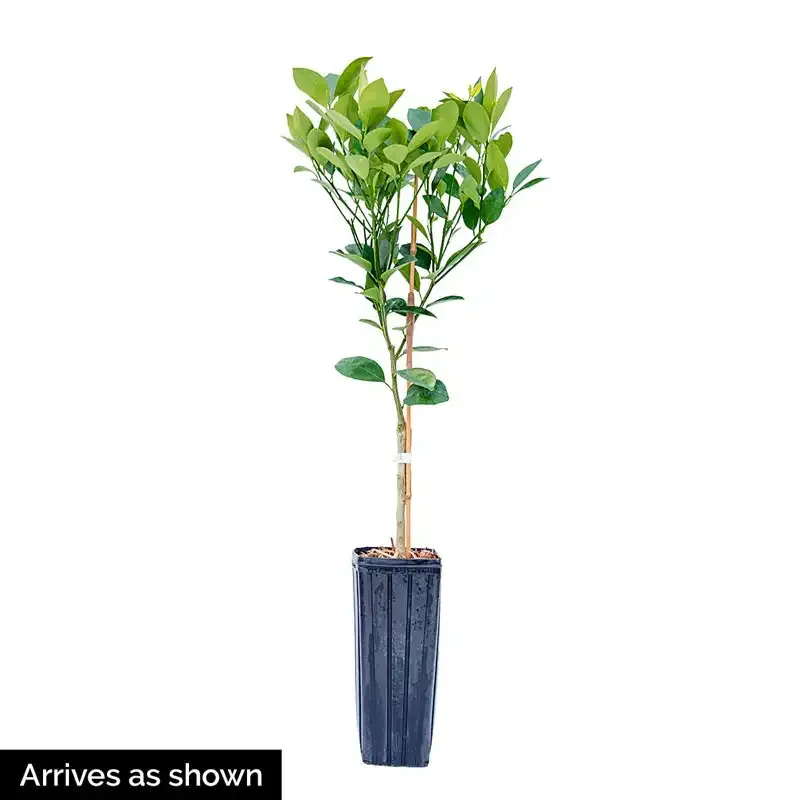 Dwarf Calamondin Orange Plant - Compact Indoor Citrus Tree 2