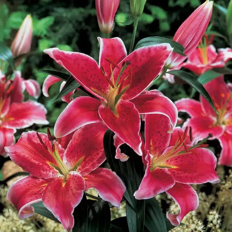 Stargazer Oriental Lily Perennial Flower Bulb