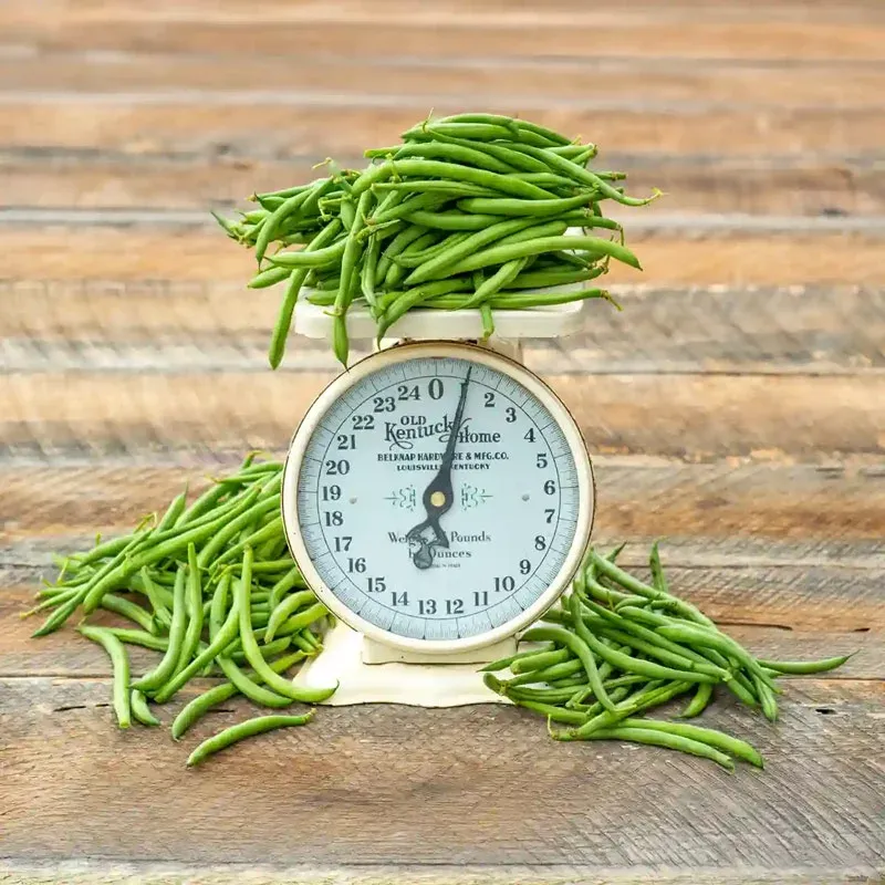 Blue Lake Bush Bean Seeds - High Yield Stringless Green Bean Variety 1