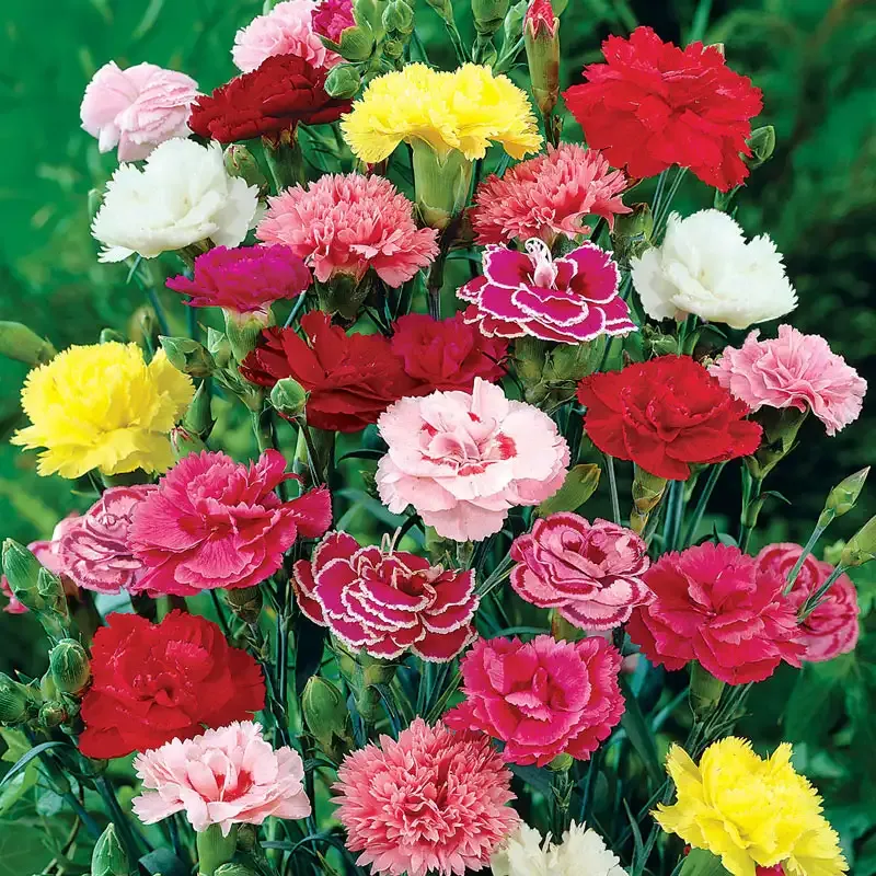 Mixed Hardy Carnation Perennial Garden Plant