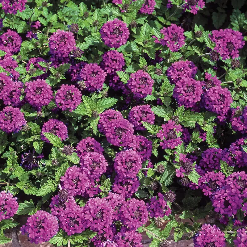 Homestead Purple Creeping Verbena Perennial Ground Cover Plant