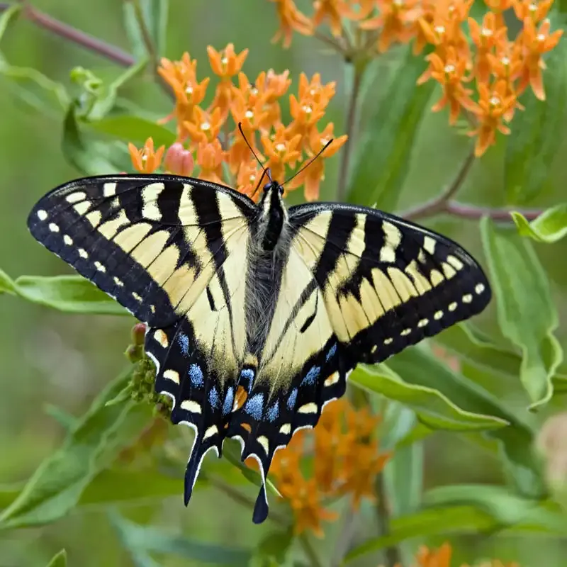 Butterfly Weed (Asclepias Tuberosa) Native Perennial Flower Seeds 1