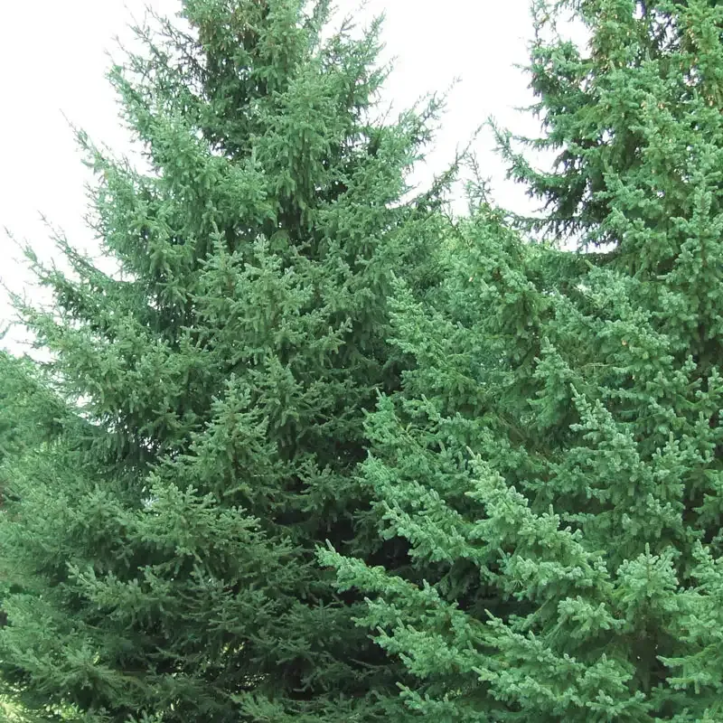 Black Hill Spruce Artificial Tree with Full Profile Design