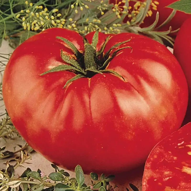 Heirloom Beefsteak Tomato Seeds for Home Vegetable Gardens 1