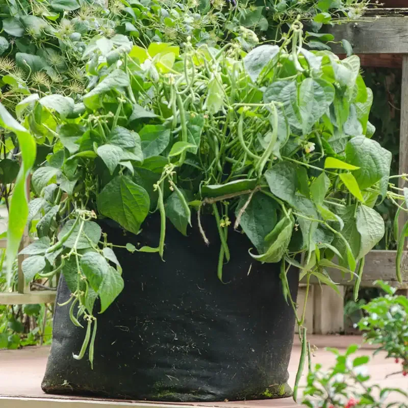 15 Gallon Fabric Garden Grow Bag for Vegetables and Flowers 3