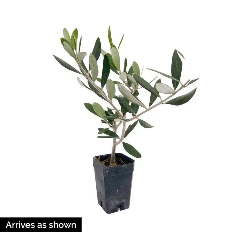 Mediterranean Olive Tree Artificial Plant for Indoor Home and Office Decor 1