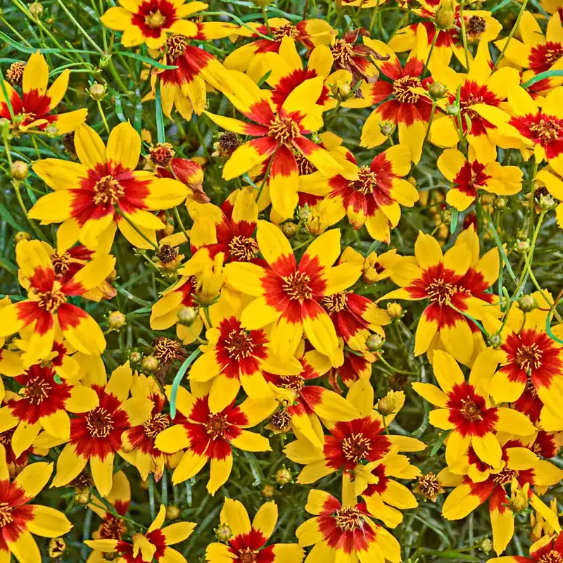 Tickseed Trio Perennial Coreopsis Flower Seed Collection 2
