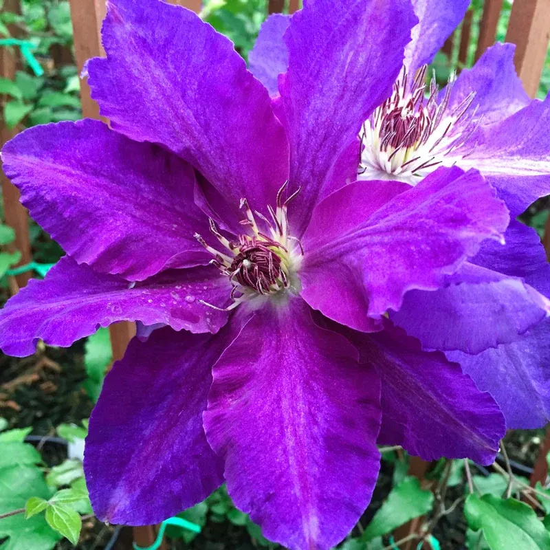 Clematis Plum Gorgeous Perennial Flowering Climbing Vine