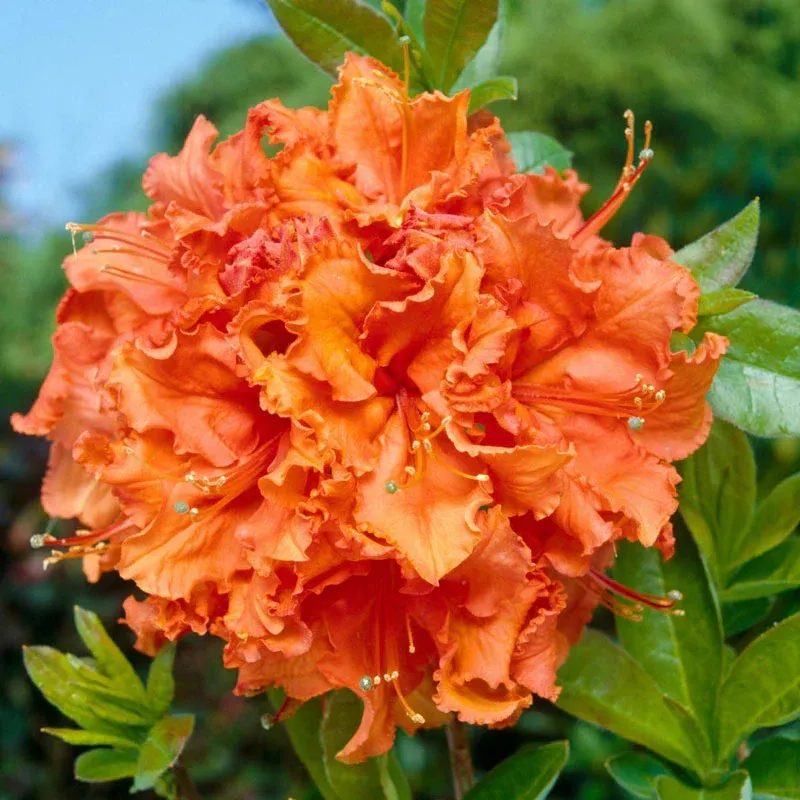 Gibraltar Deciduous Azalea Flowering Garden Shrub