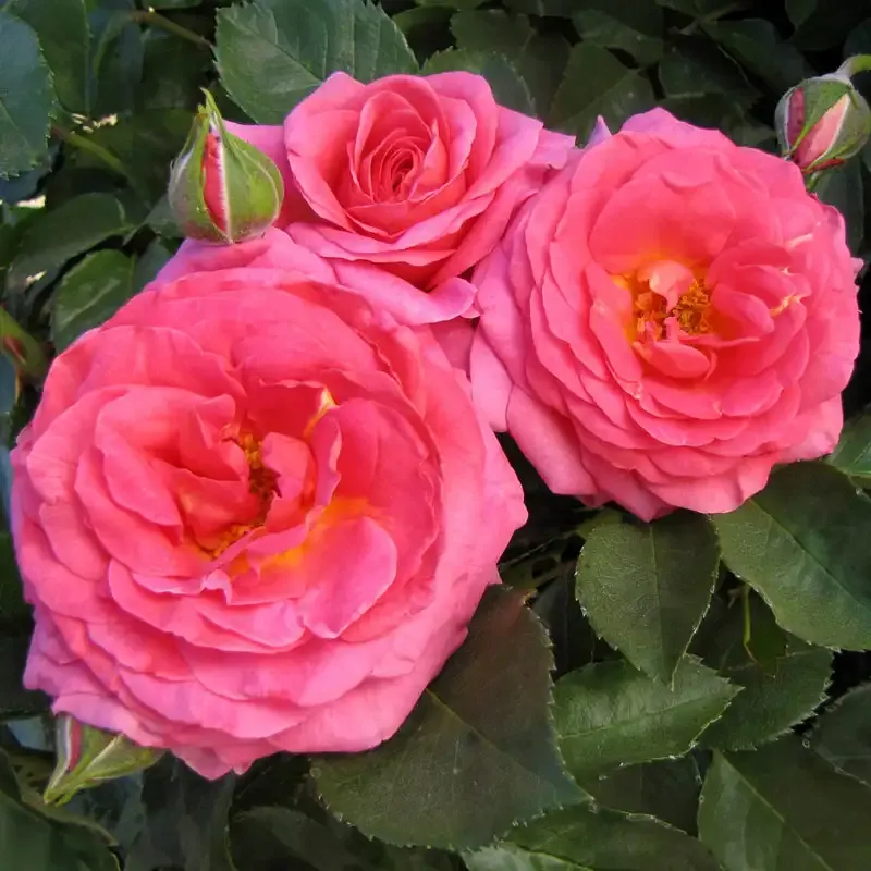 Preserved Rose Floral Arrangement for Home Decor 1