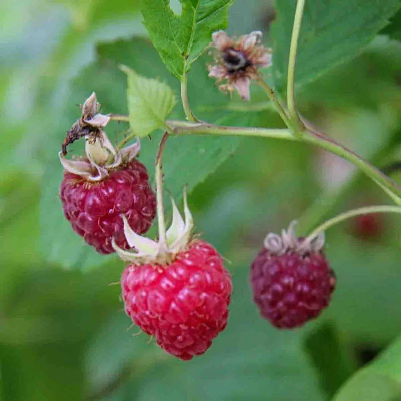 Willamette Raspberry Canes - Summer-Bearing Fruit Plants