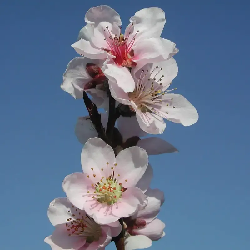 Flat Wonderful Peach Tree - Compact Fruit-Bearing Tree 2