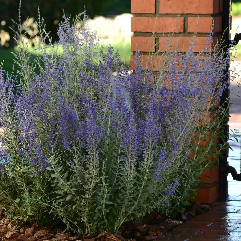 Blue Steel Perovskia Hardy Perennial Flowering Shrub