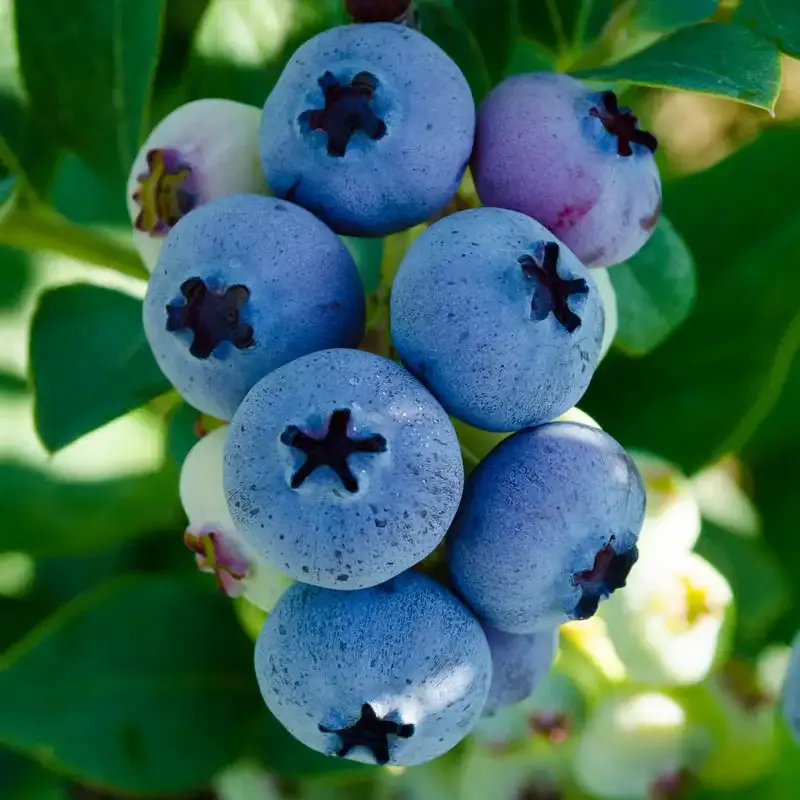 Elliot Blueberry Hedge - Late-Season Fruit-Bearing Shrub