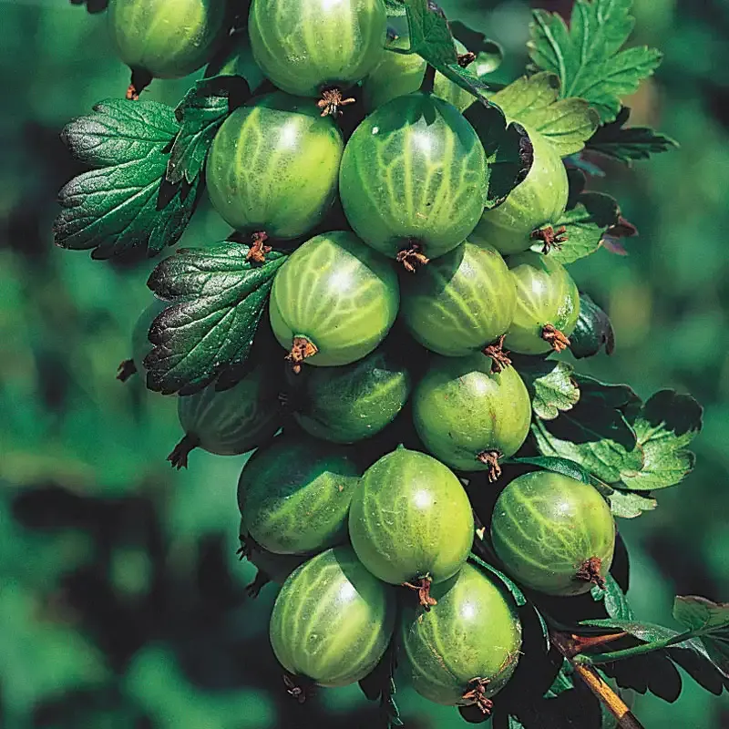 Pixwell Gooseberry Plant - Hardy Fruit-Bearing Shrub