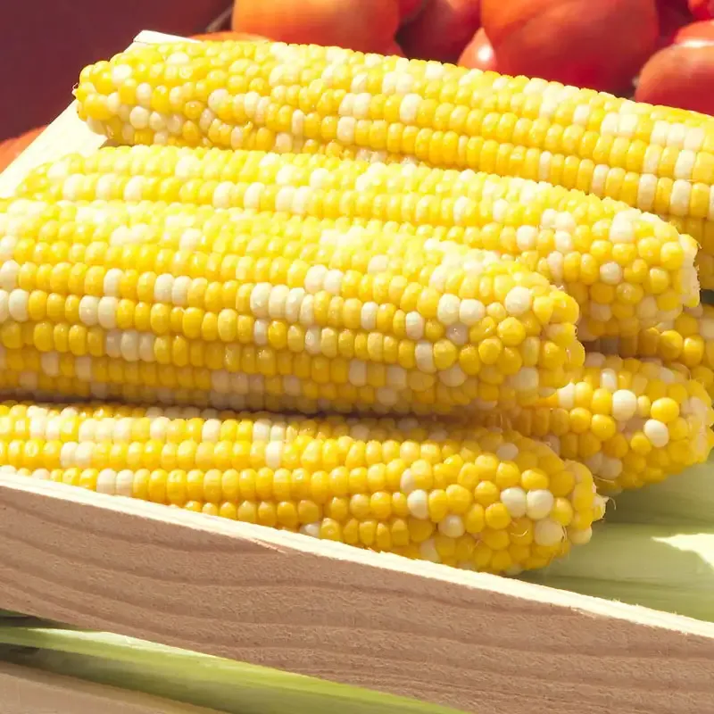 Delectable Hybrid Sweet Corn Seeds for Home Gardening