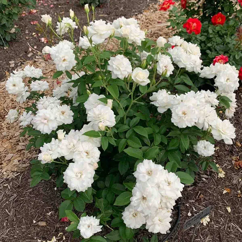 Climbing Iceberg Rose - Repeat-Blooming White Floribunda Climber 1