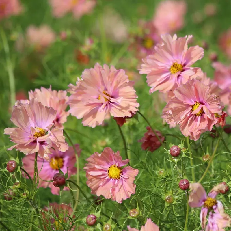 Apricotta Cosmos Annual Flowering Plant 1