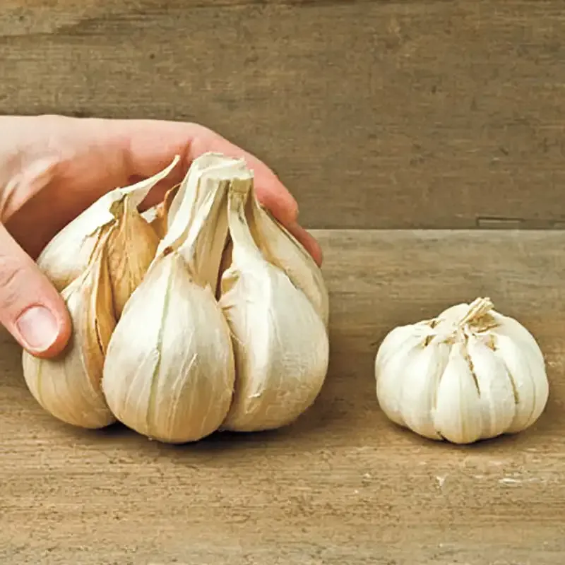 Fresh Elephant Garlic Bulbs - Mild Flavor Large Allium for Culinary Use