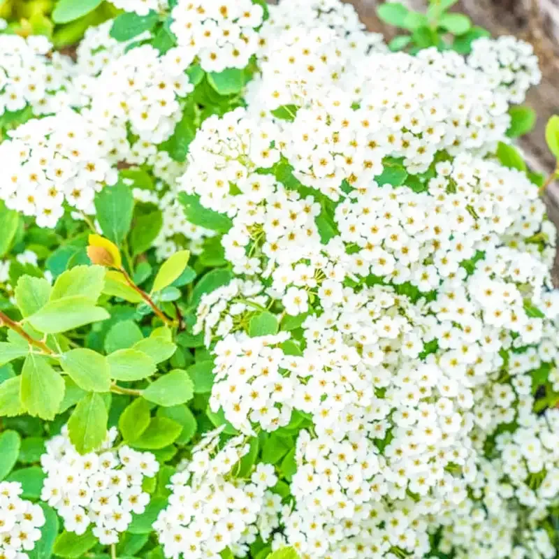 Vanhoutte Spirea Deciduous Ornamental Shrub 1