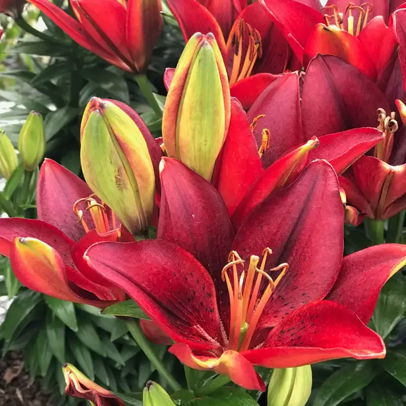 Asiatic Lily Trio Set for Garden Borders 2