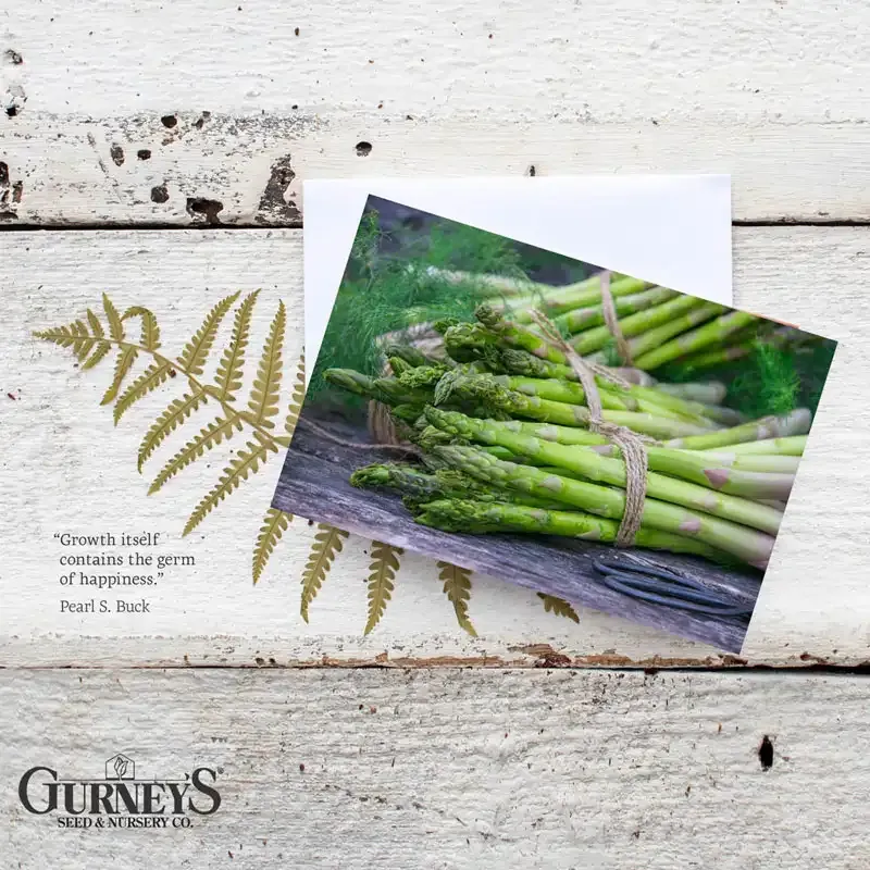Vegetable Illustration Botanical Notecards Set 6