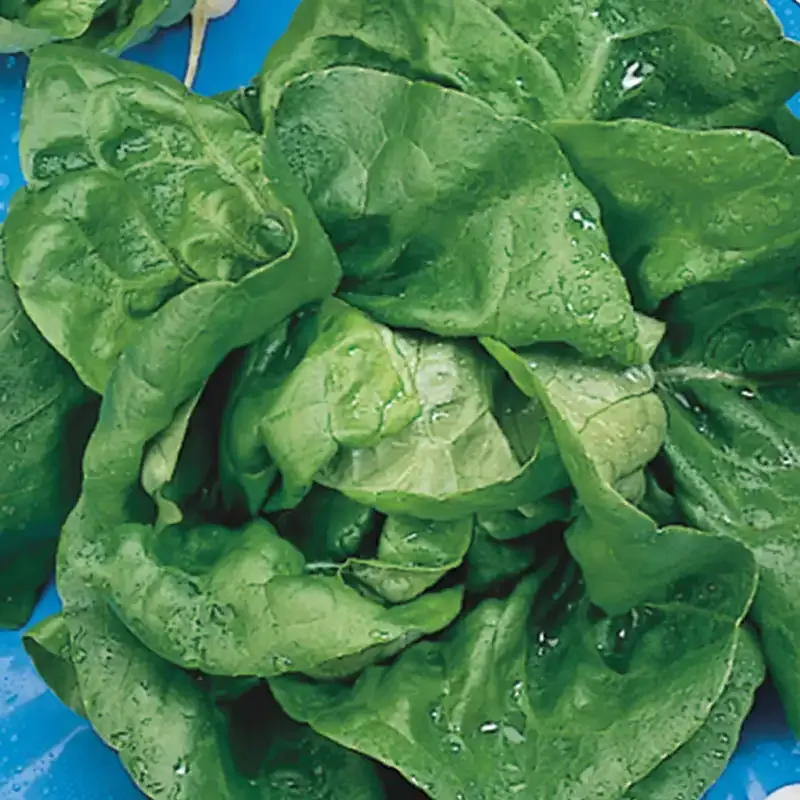 Buttercrunch Head Lettuce Seeds - Heirloom Butterhead Variety for Home Gardening 1