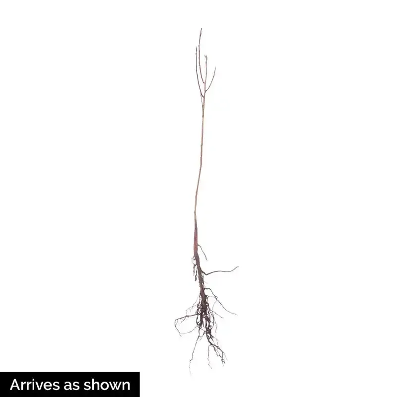 Purple Smoketree (Cotinus coggygria) Ornamental Deciduous Shrub 1
