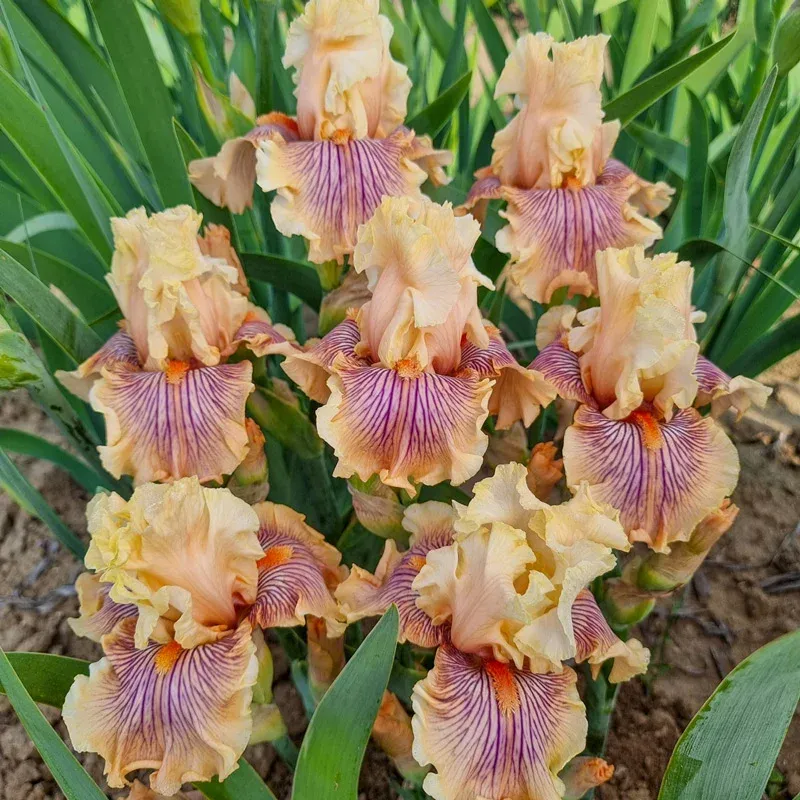 Escape From Boredom Bearded Iris Perennial Rhizome 1