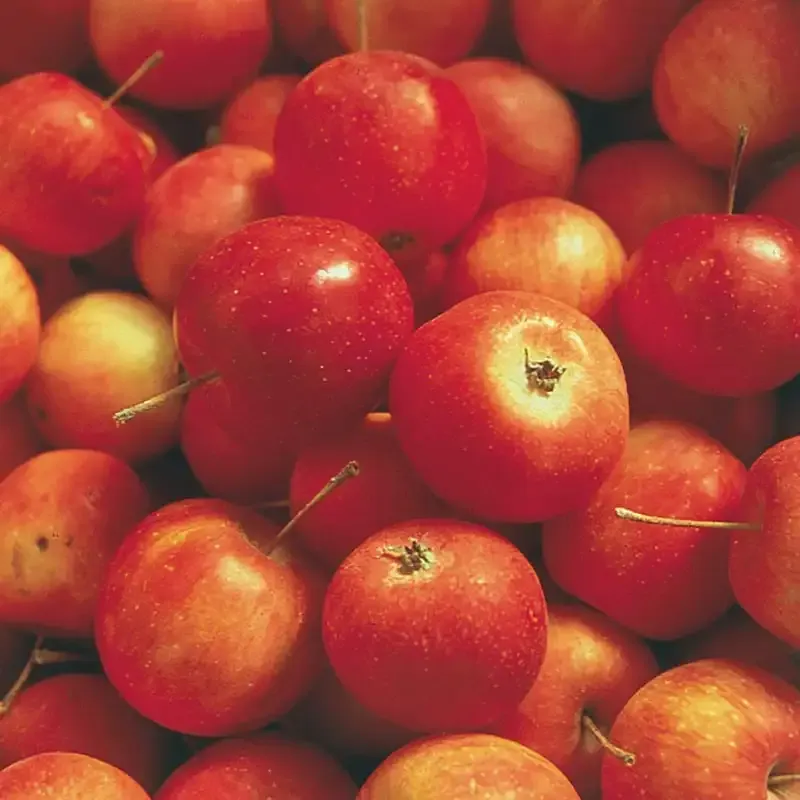 Whitney Crabapple Tree - Deciduous Ornamental Fruit Tree