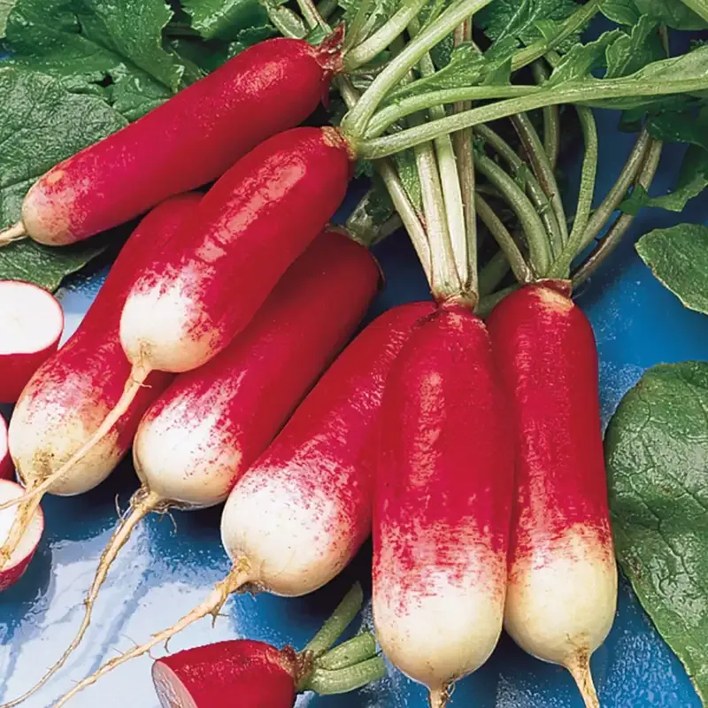 French Breakfast Radish Seeds - Heirloom Vegetable Seeds for Home Gardening