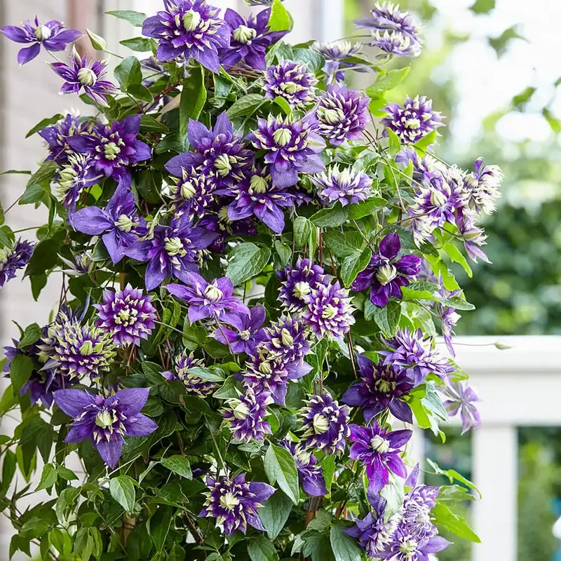 Taiga Clematis Perennial Flowering Climber