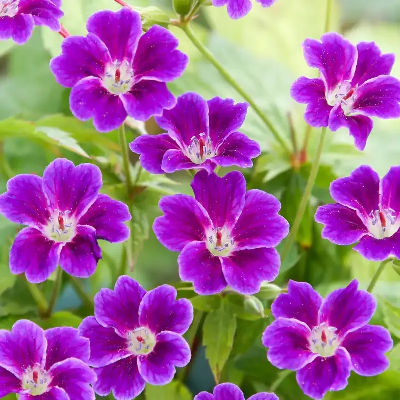 Hardy Geranium Perennial Garden Plant - Drought Tolerant Ground Cover