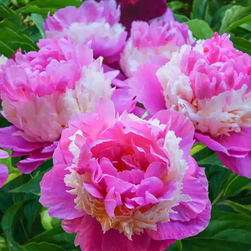 Sorbet Peony Perennial Bare Root Plant 2