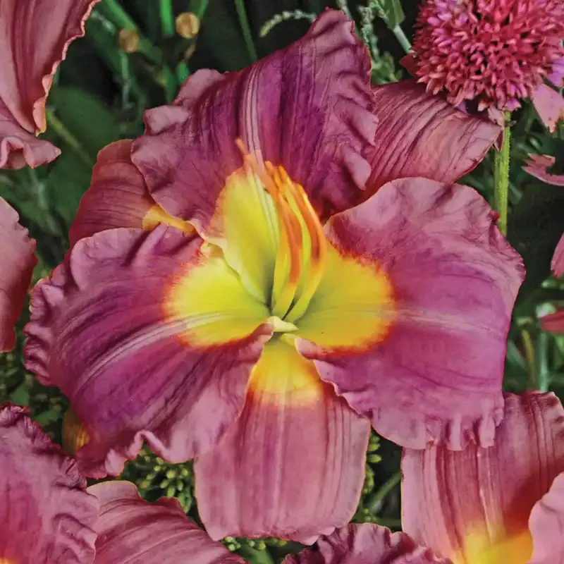 Stolen Treasure Daylily Hardy Perennial Garden Flower 1