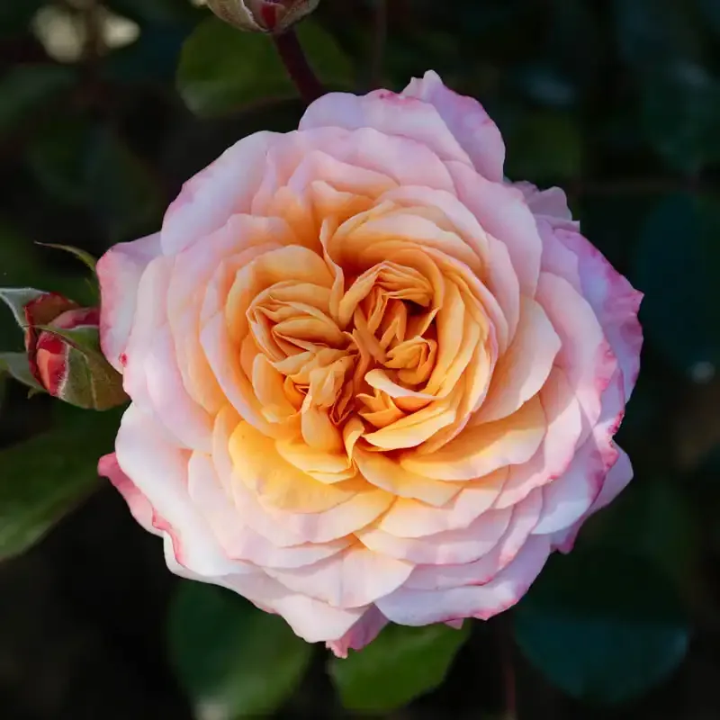 Floribunda Rose Bush - Repeat Blooming Ornamental Garden Shrub 1