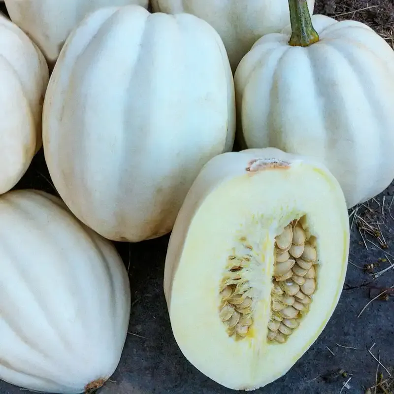 Mashed Potatoes Hybrid Winter Squash Seeds