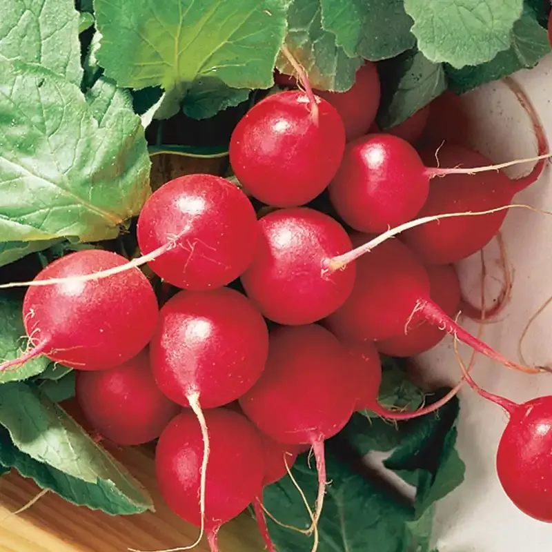 Cherry Belle Radish Seeds - Heirloom Vegetable Seeds for Home Gardening 1