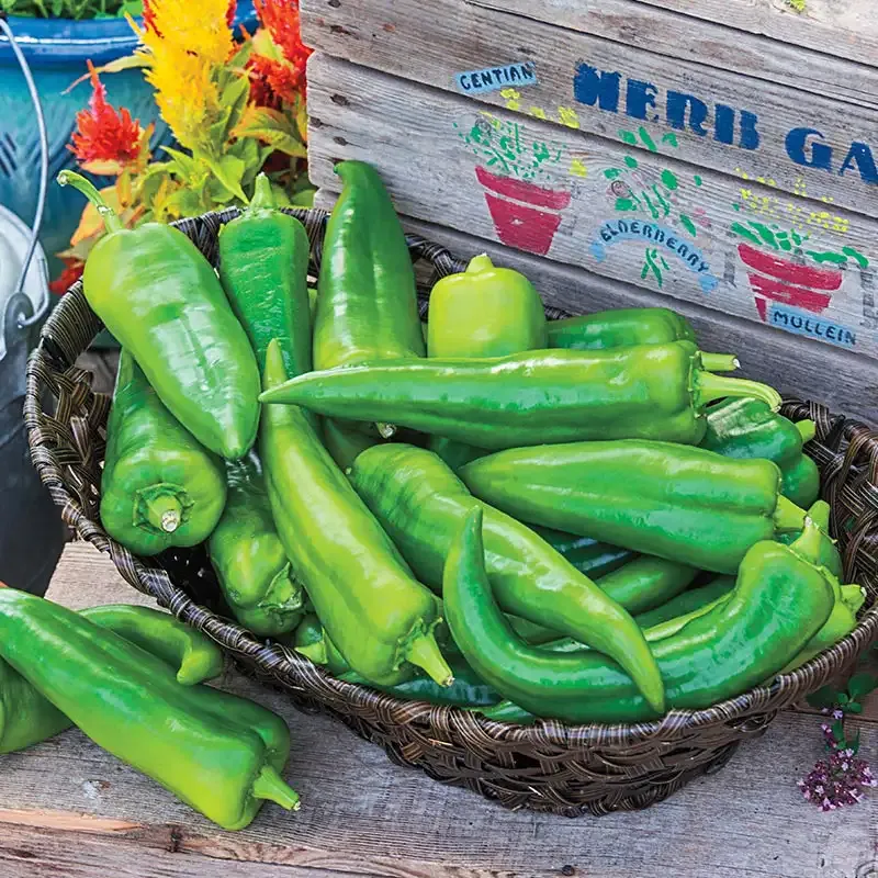 Anaheim 118 Hybrid Hot Pepper Seeds for Home Gardening