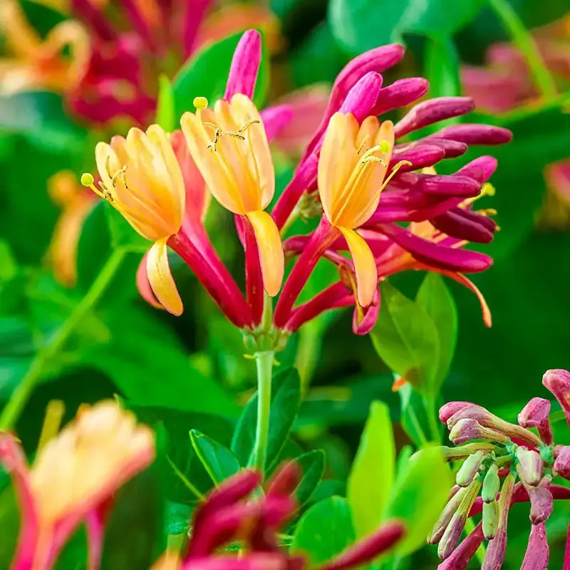 Goldflame Honeysuckle (Lonicera heckrottii) Fragrant Flowering Climbing Vine