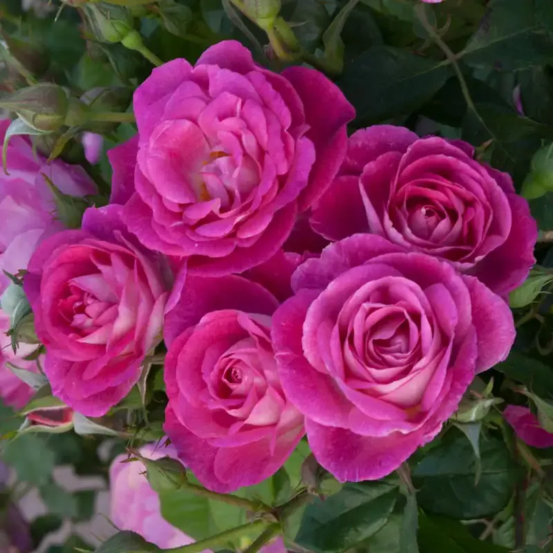 Floribunda Rose Bush - Disease-Resistant Continuous Blooming Garden Shrub