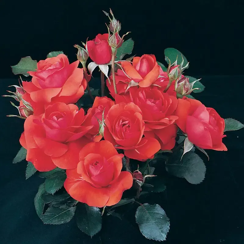 Trumpeter Floribunda Rose - Vibrant Red Cluster-Flowering Garden Shrub 1