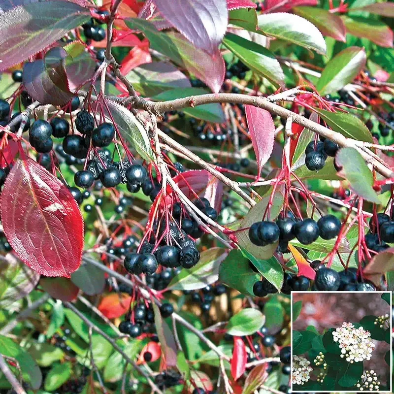 Aronia Berry Tree - Cold Hardy Black Chokeberry Shrub