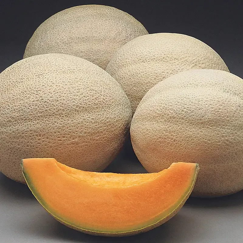 Athena Hybrid Cantaloupe Seeds - Disease-Resistant Muskmelon Variety